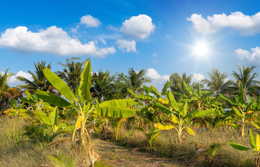 Fototapeta na wymiar Green Banana tree plantation in nature a tropical rain forest the garden with daylight blue sky white clouds in Thailand.