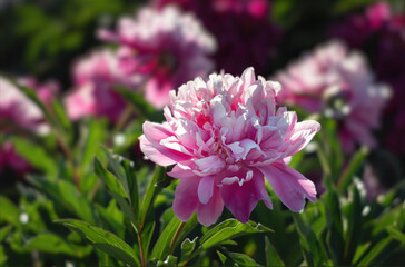Obraz premium Peonies in sunlight