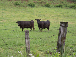 放牧されている2頭の和牛