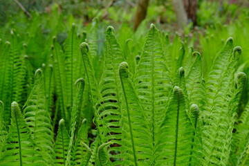 A close-up on green foliage. Parc floral, Paris, France, the 29th April 2021, spring.