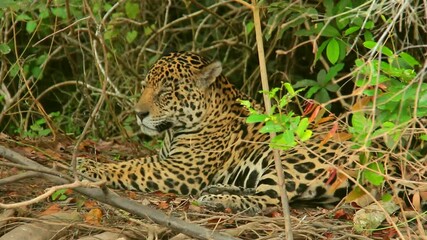 Jaguar resting in the forest