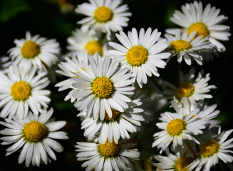 Ox-eye daisy flower. other name oxeye daisy, or dog daisy. soft green grass and foliage. spring nature scene. small white petals with yellow sponge like center. freshness and purity. full frame setup