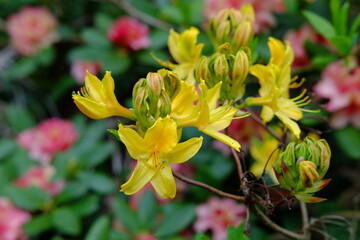 A close-up on some rhododendron flowers in a park on the east of Paris. Spring 2021, the 29th April 2021.