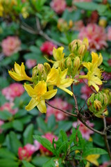 A close-up on some rhododendron flowers in a park on the east of Paris. Spring 2021, the 29th April 2021.
