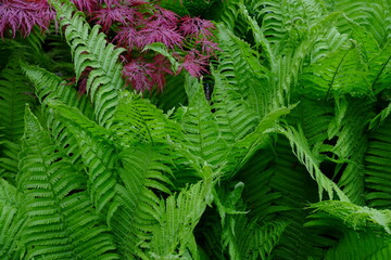 A close-up on some green leaves. Paris, France the 29th April 2021.