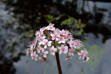 A close up on some flower at the 