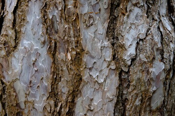 A close-up on a wooden structure.