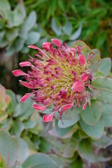 A close up on some flower at the 