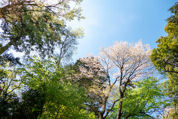 高尾山の新緑と桜