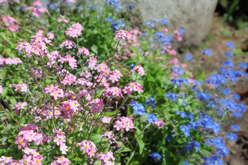 Forget-me-not
