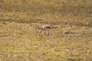 Obraz na płótnie Canvas Male Black-tailed Godwit standing on grass and reeds. Looking for food while walking, golden colors