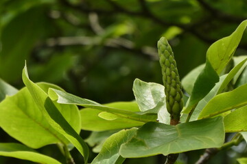 ハクモクレンの花後の実。これから粒がどんどん大きくなって色付いて果実になります。