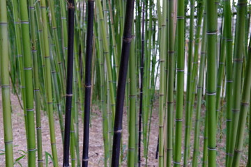 A close-up on some bamboo stalks in a park of the east of Paris (Parc Floral). The 29th April 2021.