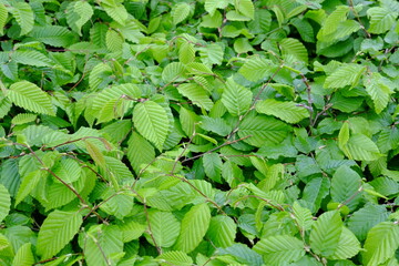 A close-up on some green leaves. Paris, France the 29th April 2021.