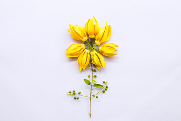Obraz premium yellow flowers ylang ylang local flora of asia arrangement flat lay postcard style on background white 