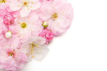 spring delicate flowers of decorative almonds and cherries on a white isolated background
