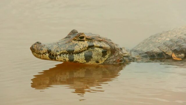 Yacare Caiman - Alligator, crocodile, reptile. Pantanal, Mato Grosso, Brazil