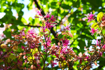 開花したベニバナトキワマンサクの木