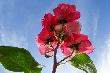 Rosa