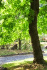 美しい青葉を伸ばした、大きなモミジの木