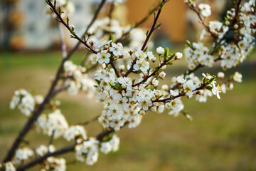 drzewo ,wiosna © Marcin Łazarczyk