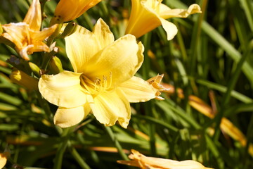 Beautiful flowers in the Altai territory  in summer