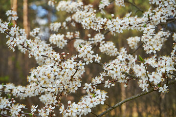 drzewo ,wiosna © Marcin Łazarczyk