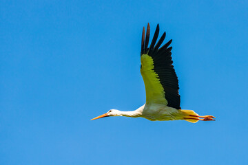 Obraz premium Störche - Der Storch