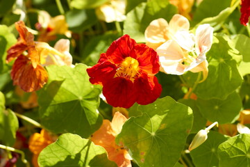 Beautiful flowers in the Altai territory  in summer
