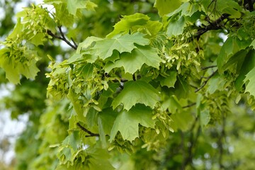Fototapeta na wymiar Acer tree in spring. Bunches of fruits of Acer platanoides, also known as Norway maple. The fruit is a double samara with two winged seeds.