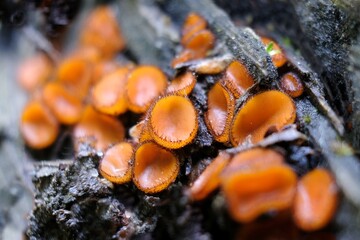 Amazing forest little mushrooms - Scutellinia scutellata