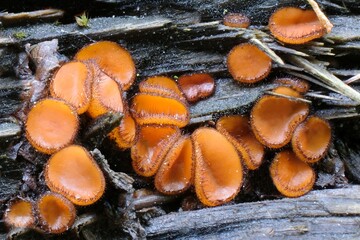 Amazing forest little mushrooms - Scutellinia scutellata