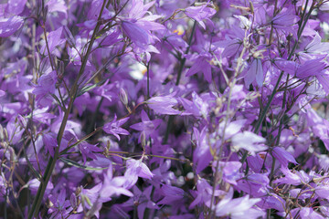 360 972 Meridian Wall Murals Canvas Prints Stickers Wallsheaven