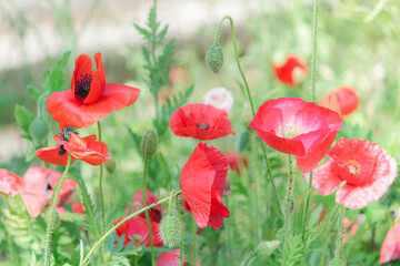 Obraz premium 真っ赤なポピーたち