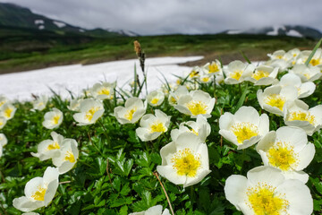 【北海道】大雪山の高山植物チングルマ