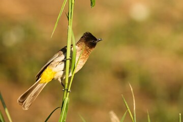 Fototapeta premium The dark-capped bulbul (Pycnonotus tricolor) sitting on the green grass.