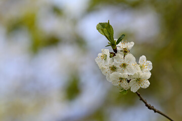Cherry tree branch with beautiful white flowers
