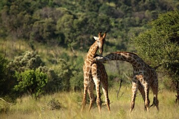 A African giraffes young male (Giraffa camelopardalis giraffa) fighting together in the grassland with green trees in background.