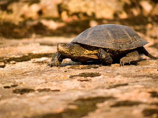 turtle on the ground