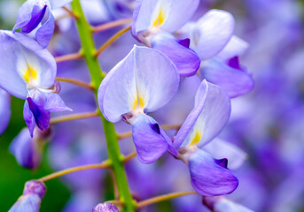 Fototapeta na wymiar nice color Petals of purple dahlia flower
