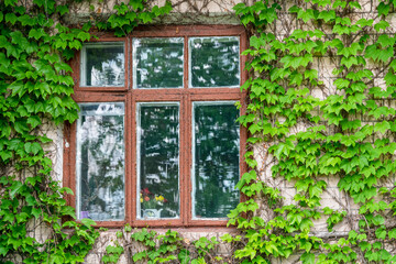 Fototapeta na wymiar garden house with window and wild vine.