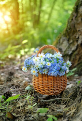 Fototapeta na wymiar Beautiful wild blue-white flowers in wicker basket on natural sunny green background. beautiful floral composition with Stellaria and forget-me-not flowers. spring, summer blossom season