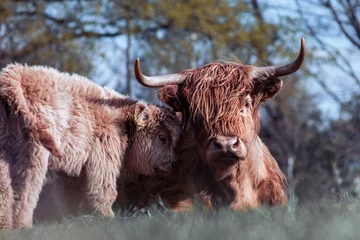 Cercles muraux Highlander écossais scottish highland cow