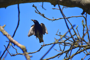 szpak orzech starling walnut tree © Anna