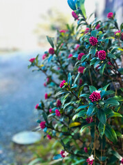 red berries on a tree