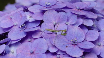 紫の紫陽花(アジサイ)の花に乗ったカマキリの子供(アップ)　1699