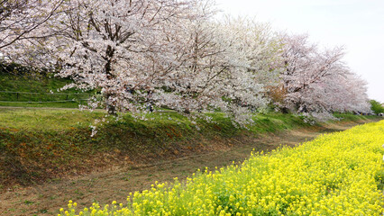 Obraz premium 埼玉県幸手市 権現堂堤の桜並木と菜の花 4410