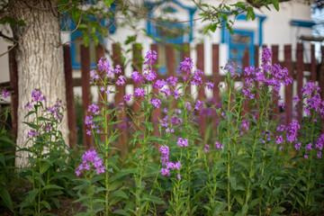 Fototapeta na wymiar Purple flowers grow near old picket fence. Rural house and in blurred background