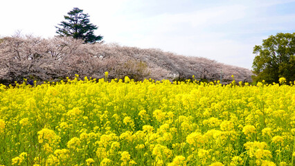 埼玉県幸手市　権現堂堤の桜並木と菜の花　4477