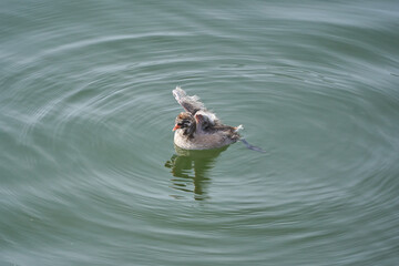 Little Grebe chicks spreading their wings and moving on the surface of the water (from diagonally forward)